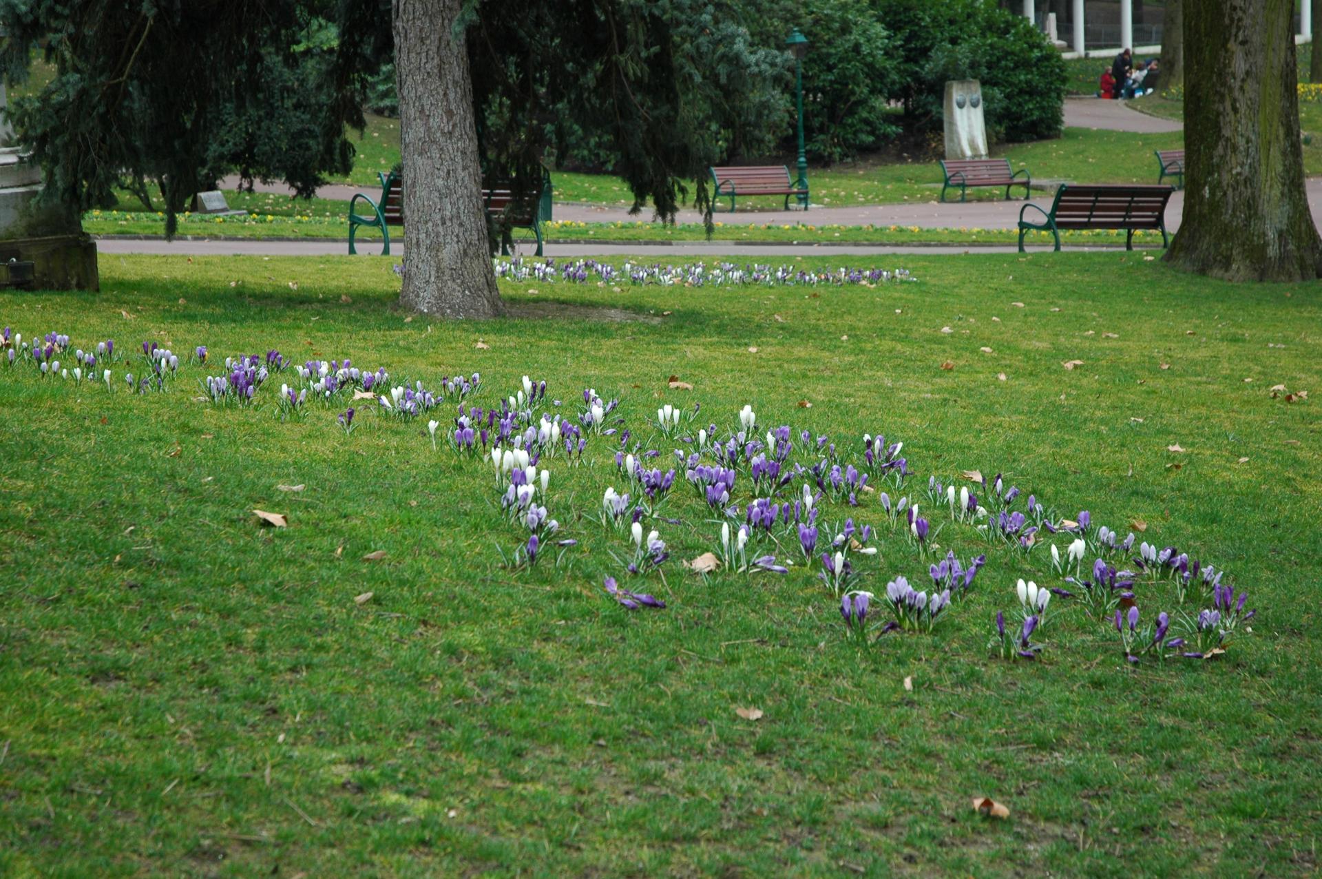 Dans le parc, bulbes naturalisés